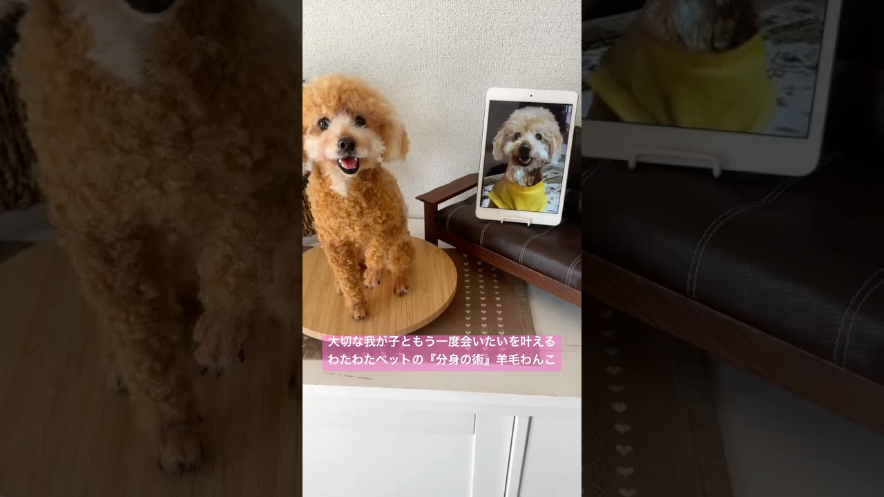 可愛い我が子の分身ちゃんをお迎えしませんか？わたわたペットが心を込めて作る羊毛わんこ#トイプー#ハンドメイド #わたわたペット #愛犬そっくり #トイプードル #ペットロス