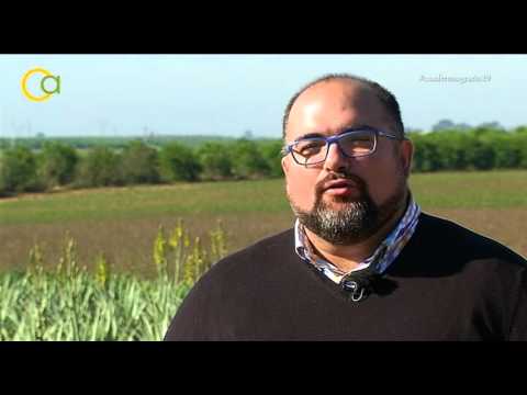 Fotograma del vídeo: Aloe Vera en Andalucía