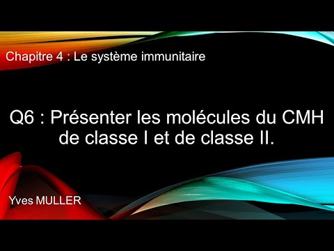 Chap 4 : Le système immunitaire - Q6 : Présenter les molécules du CMH de classe I et de classe II.