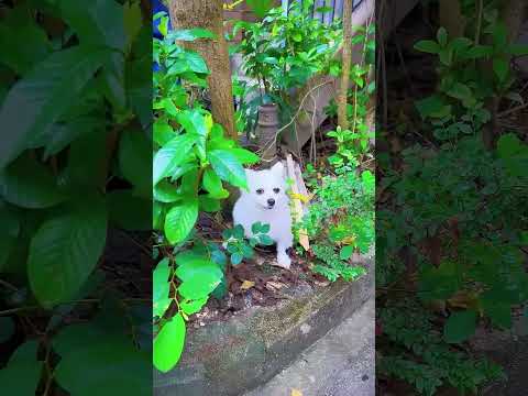 The puppy that ran away from home was forgiven#funny#兔子警官#shorts