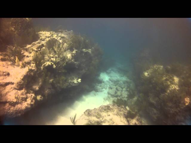 Tropical Fish, Corals, Sea Fans galore at Looe Key Reef, Big Pine Key, Florida