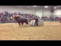 Orangeville Horses Pull 18000 Lbs 2013