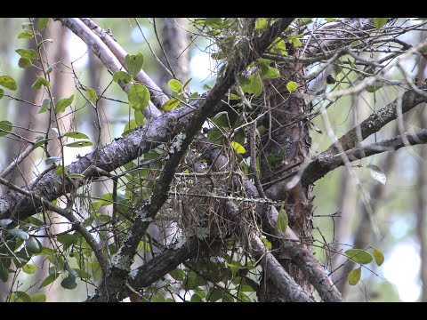 Kim's Bigfoot Encounter In The OCALA NATIONAL FOREST!