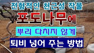 [텃밭농부. 1,368]  천근성 포도나무에 뿌리 다치지 않게 퇴비 넣는 방법. #포도재배