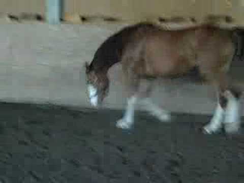 Joy | Laufenlassen Teil 1 | 02.05.2007