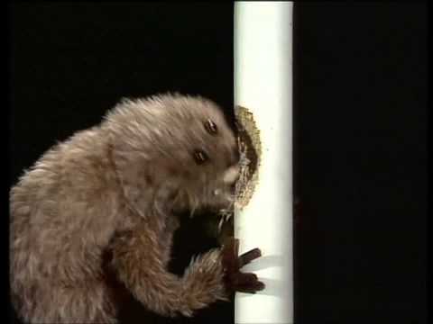 TGD Die Muppet Show - Gonzo mit Dudelsack 720p