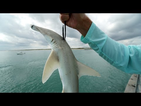The ULTIMATE Bait... Jetty GIANTS CANNOT Resist