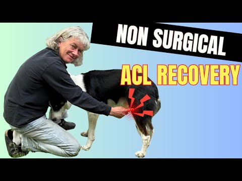 Can Your Dog Heal Without Surgery? Find Out!