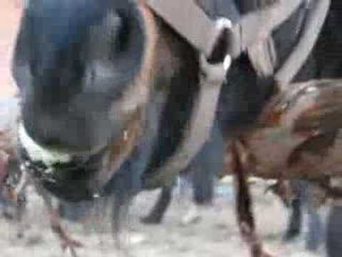 Jasiek i kwaśne jabłka