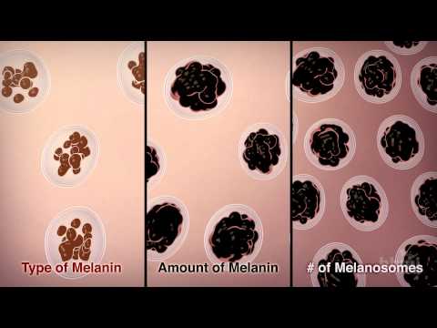 How We Get Our Skin Color | HHMI BioInteractive Video