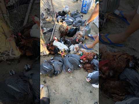 FEIRA DA GALINHA CAPOEIRA DE CAMPINA GRANDE-PB #shorts