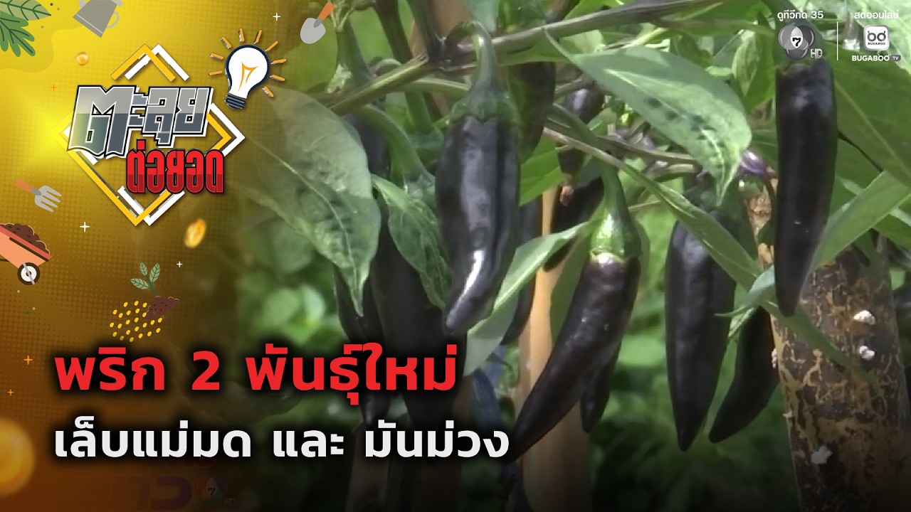 พริก 2 พันธุ์ใหม่ เล็บแม่มด และ มันม่วง | ตะลุยต่อยอ?