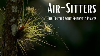 Air-Sitters: The Truth About Epiphytic Plants