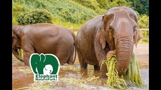 Elephant Nature Park Chiang Mai Thailand - Single Day Visit | Travel Vlog Ep. 27