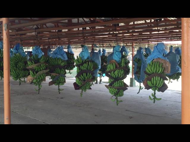 Besuch einer Bananen-Plantage in Costa Rica