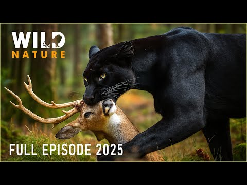 WILD AMAZON | Mysteries of the Ultimate Predators #naturedocumentaries | Wild Nature