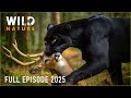 WILD AMAZON Mysteries Of The Ultimate Predators Naturedocumentaries Wild Nature