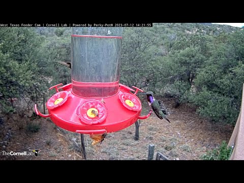 Male Lucifer Hummingbird Flashes Iridescent Throat While Feeding In West Texas – July 12, 2023