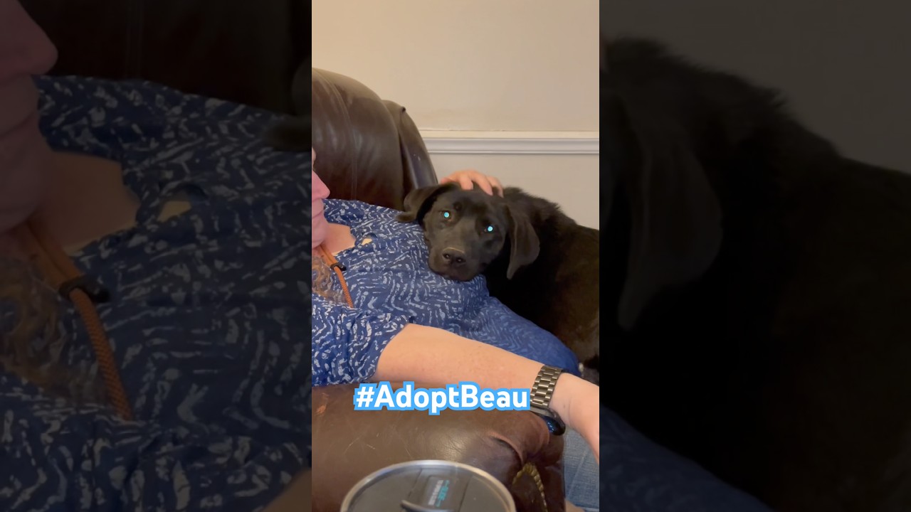 Enlarge Beau, an adopted mixed breed in MADISON, AL video 1/5