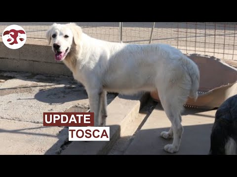 Tosca – Ein Leben lang Liebe und Loyalität!