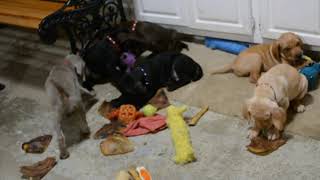 Video preview image #2 Vizsla-Weimaraner Mix Puppy For Sale in MILLBROOK, AL, USA