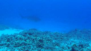 preview picture of video 'Tiger Shark at Honokohau Harbor'