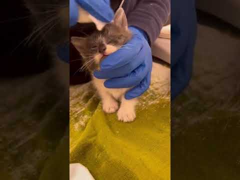 Kitten with URI gets help