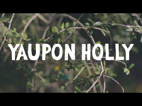 How to Grow ~ Yaupon Holly
