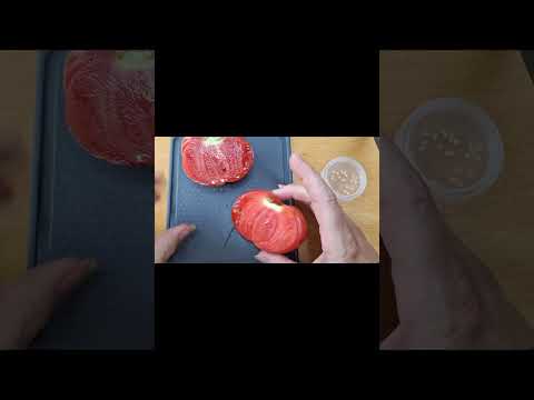 Samen der Tomaten-Sorte Die Große aus dem Süden entfernen und sammeln #tips