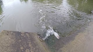 So Many GIANT SHAD- This is why I can not catch any fish!!!!