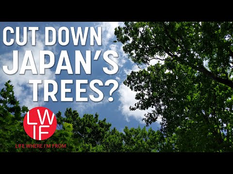 Why Japan Isn't Cutting Down Enough of its Trees