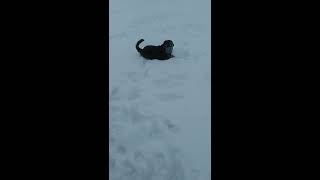 , видео