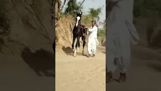 Download lagu #sindhi #horse #chal #india#jaisalmer #army mp3