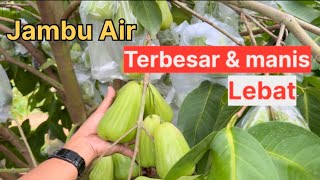 Download lagu The largest water apple harvest - sweet with abundant fruit (green giant) mp3 Download lagu The largest water apple harvest - sweet with abundant fruit (green giant) mp3