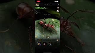 ザ・アンツ:アンダーグラウンド キングダム