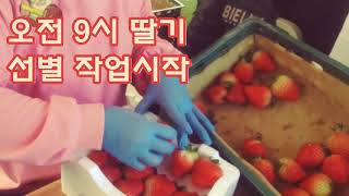8시 출근해서 5시30분 퇴근 하는 딸기농부 하루를 8분에 담았습니다