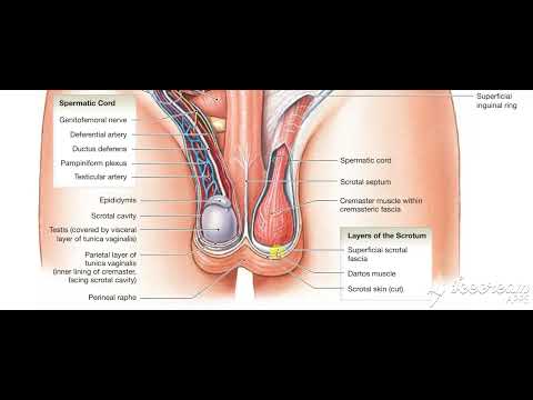 Male reproductive system