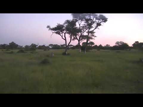 Djuma: Small group of Elephants - 18:39 - 02/25/19