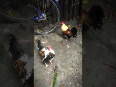 #grey #spangle #bantam