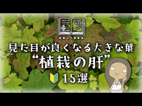 日陰の壁に適した植物はどれですか?私たちのトップ3！  庭園
