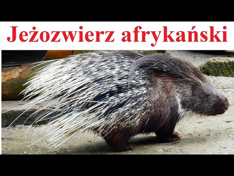Jeżozwierz afrykański - opis i ciekawostki