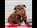 Mini Aussiedoodle dogs for sale: Callie - Video 1