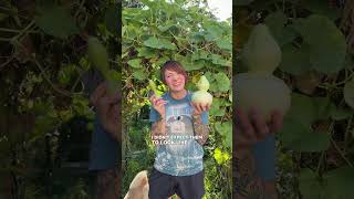 Birdhouse Gourds: More than they look
