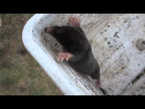 Krtica đuska u kandilaberu