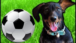 DOGS ARE MVPS! | Beast Battle Simulator Challenges