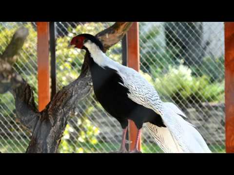 Dworek na Wymysłowie, wesele Wymysłów - poleca GdzieWesele.pl