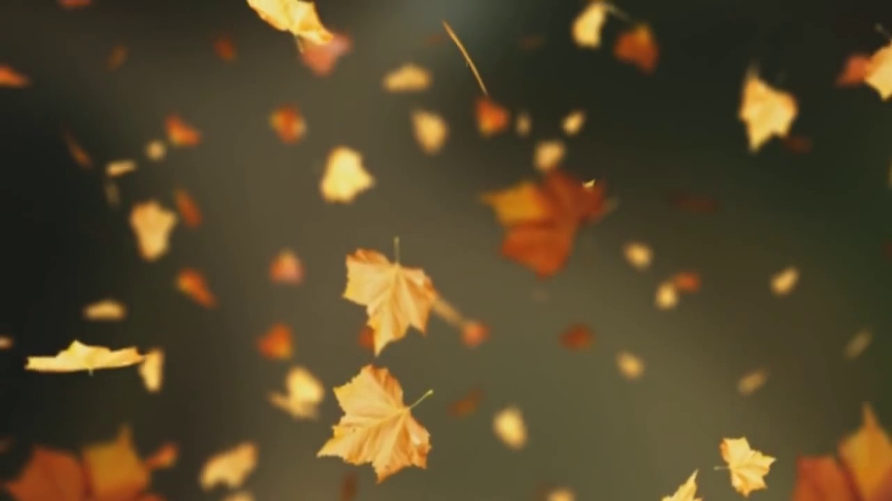 Falling Autumn Leaves Background loop 2 Read Desc