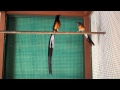 Courtship song of white-rumped shama