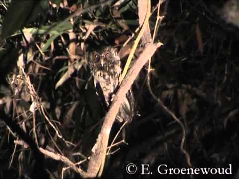 Otus fuliginosus Filipiny