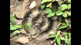 preview picture of video 'CATARATA DE GOCTA - AMAZONAS, PERU'